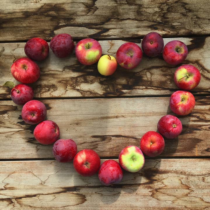 Potting Shed Creations, Ltd. - Wholesale Plant Seeds - Tree To Be | Apple | Teacher Thank you gift | Kid Activity9