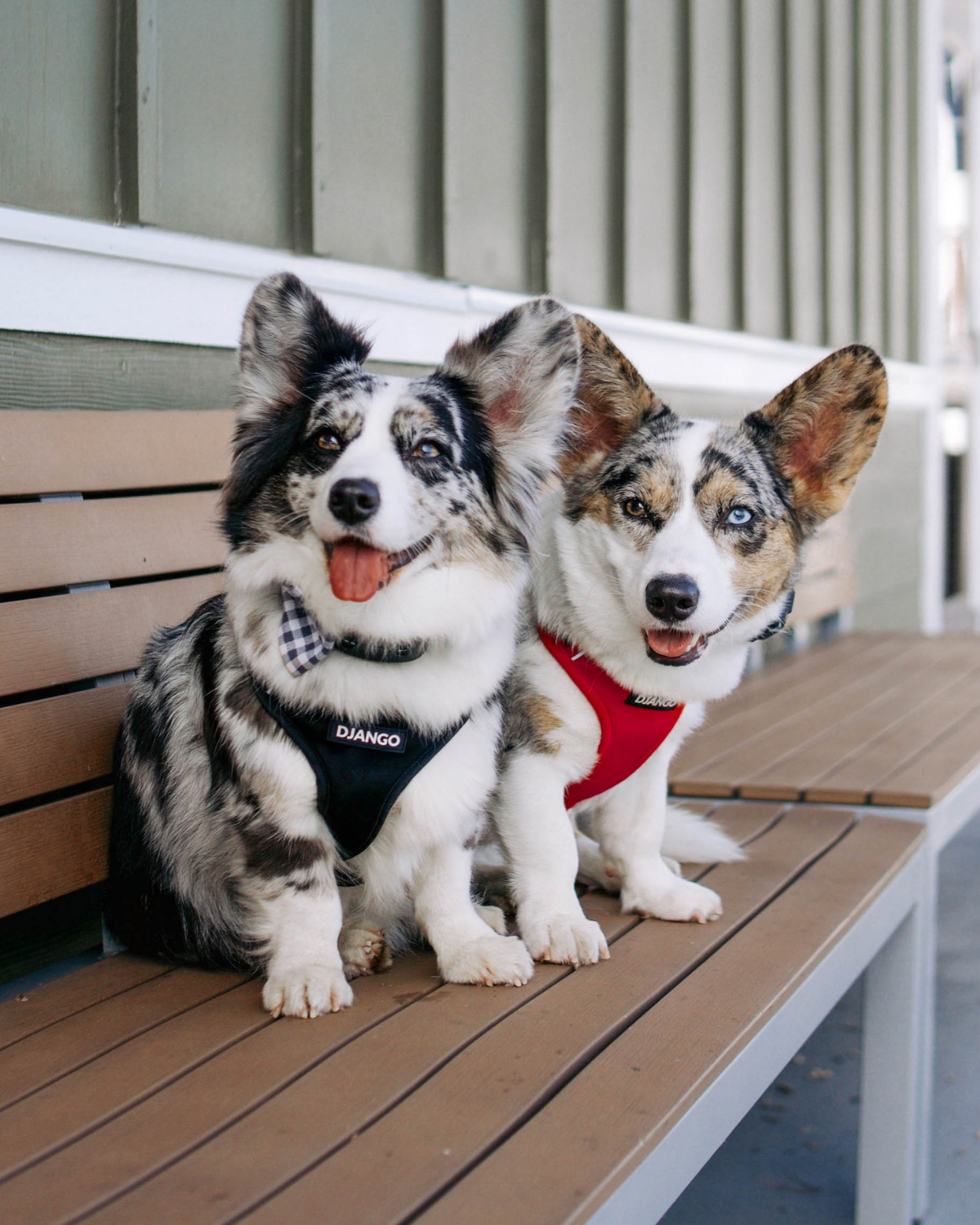 DJANGO - Wholesale Pet Harness - Dog - Adventure Dog Harness - Black1