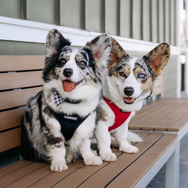 DJANGO - Wholesale Pet Harness - Dog - Adventure Dog Harness - Black1