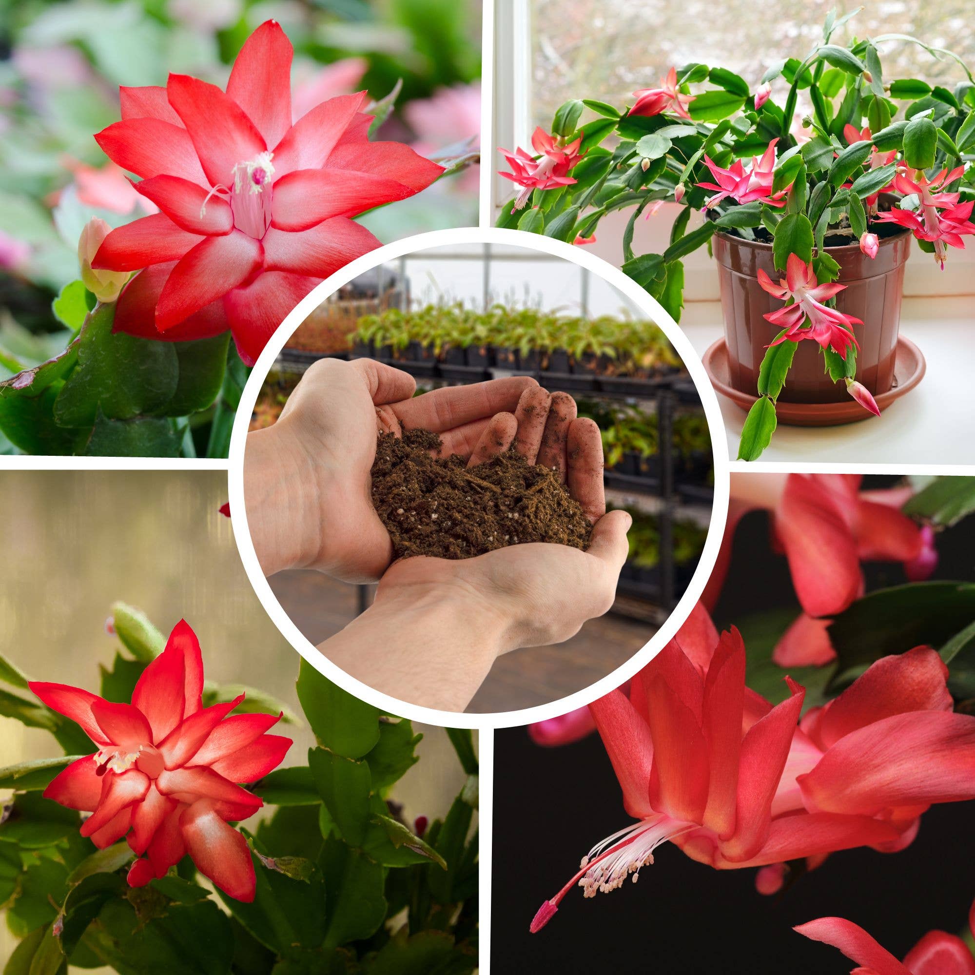 Kurated Korner – Großhandel Pflanz-/Blumenerde – Soil Sunrise Blumenerde-Mischung für Weihnachtskakteen1