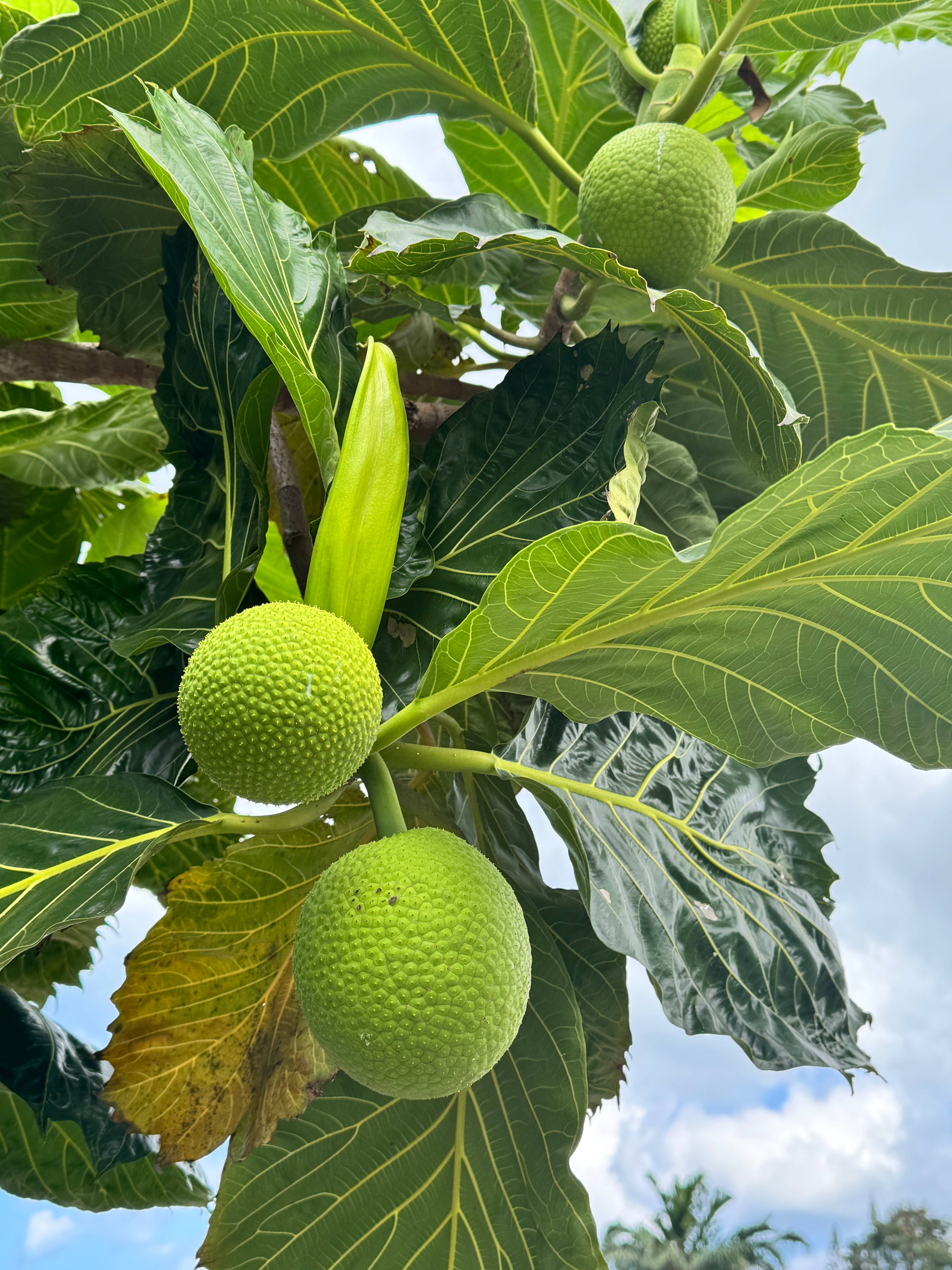 Aloha Bites - Wholesale Broodmix - (Breadfruit) ʻUlu Broodmix (GF/V)5