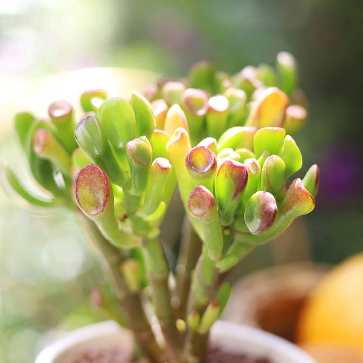 Best Plant Friend - Wholesale Succulent - Gollum Jade Crassula ovata Succulent in 2in/4in Pot6