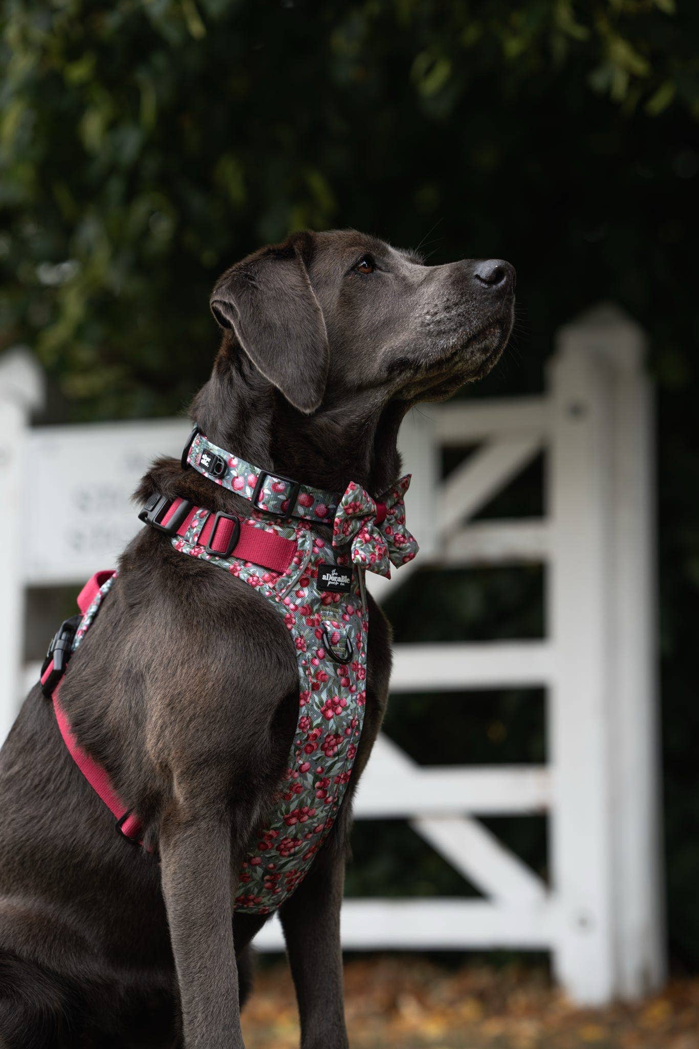 The aDoraBle Pooch Company – wholesale Pet collar – Dog – Collar - Crab Apple Cottage5