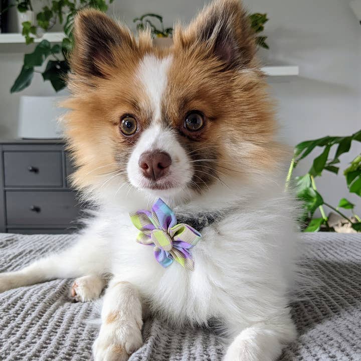 Huxley & Kent – Großhandel Fliege für Haustiere – Katze/Hund – Lavendel-Zitronen-Karo-Windrad