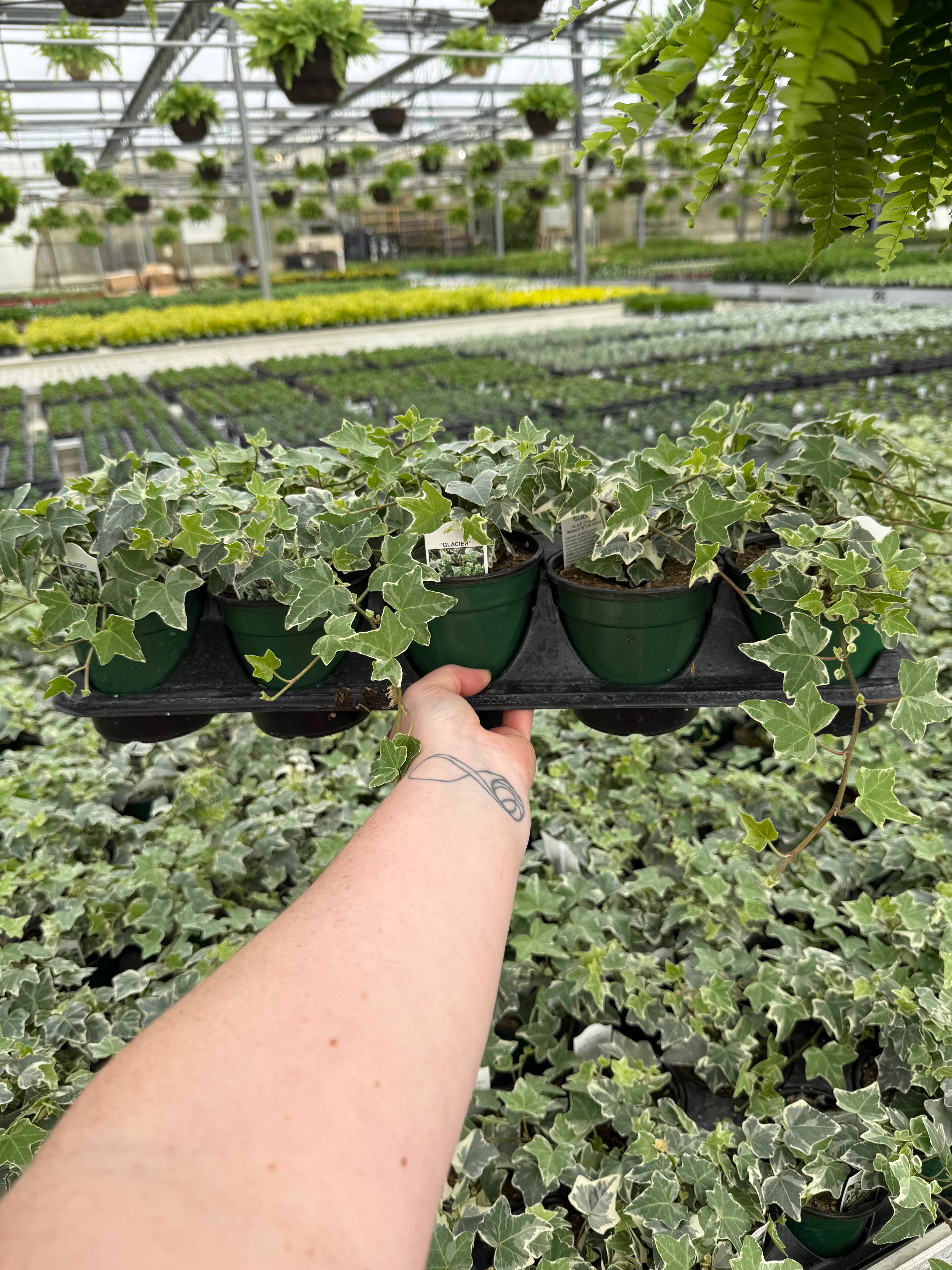 Blúme Gardens - Wholesale Live Plant - Hedera Glacier Ivy | Live Rooted Annual Plants | Live Rooted4