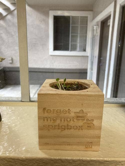 Sprigbox - Wholesale Plant Seeds - Forget Me Not Grow Kit | Thoughtful Gift | Wooden Planter2