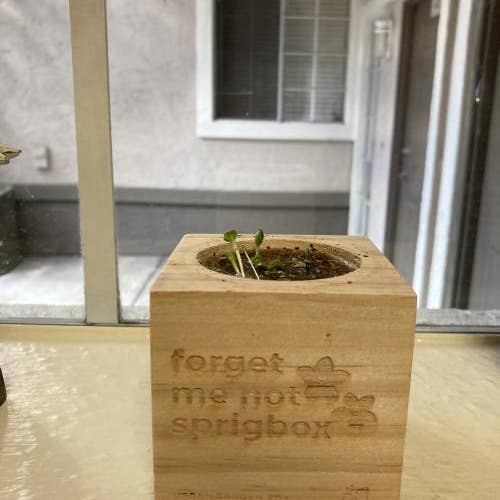 Sprigbox - Wholesale Plant Seeds - Forget Me Not Grow Kit | Thoughtful Gift | Wooden Planter2