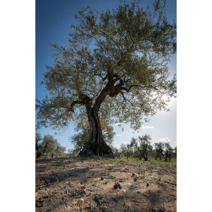 Terradiva Azienda Agricola Biologica - Vendita all'ingrosso Olio d'oliva - CON BRIO - Premium olio evo bio - monocultivar Coratina