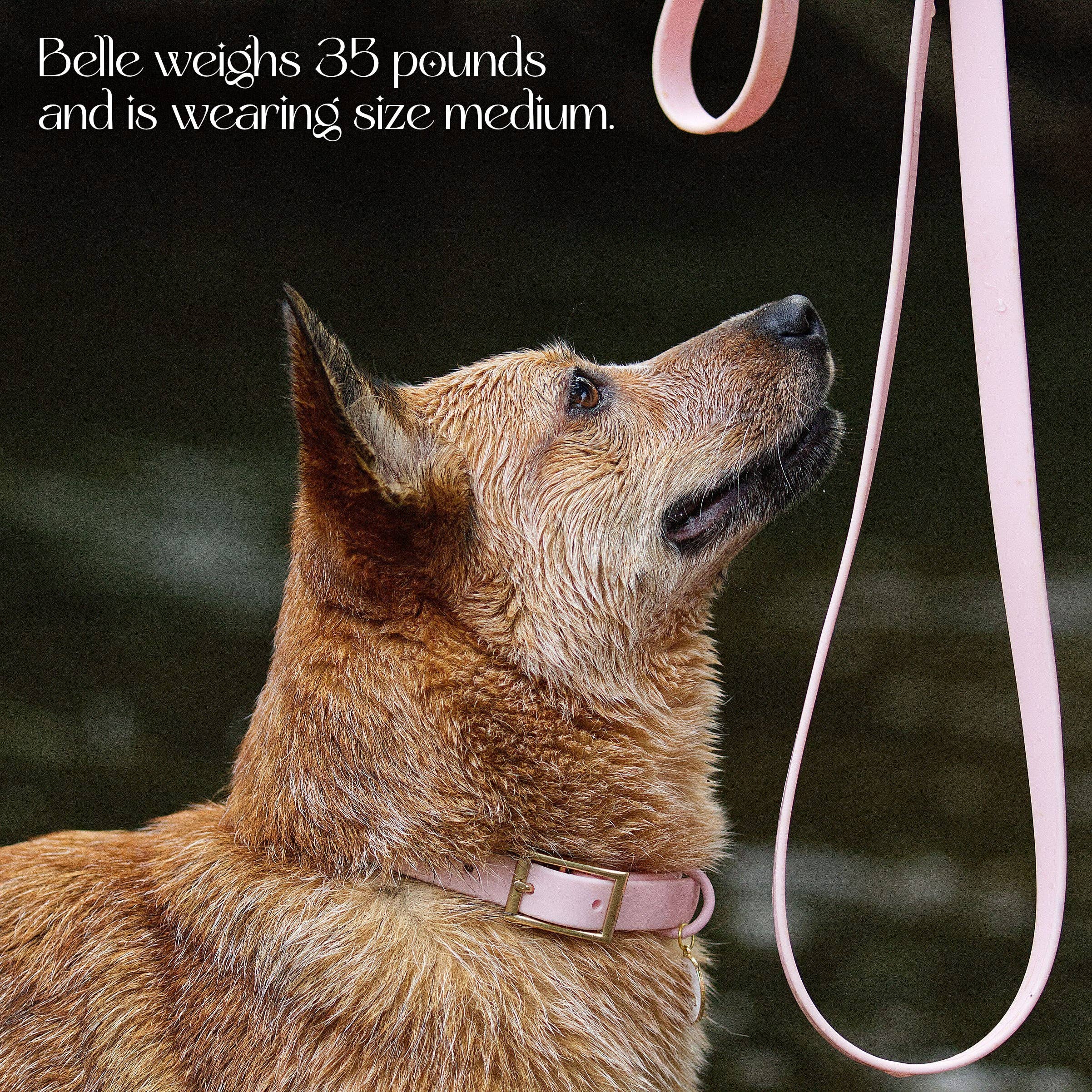 Wolfdoge - Wholesale Pet Collar - Dog - Waterproof Collar8