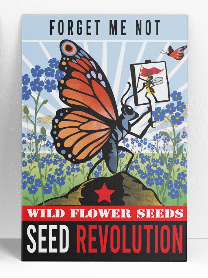 Forget-Me-Not Wildflower Seeds – Native Woodland Groundcover for wholesale by Seed Revolution