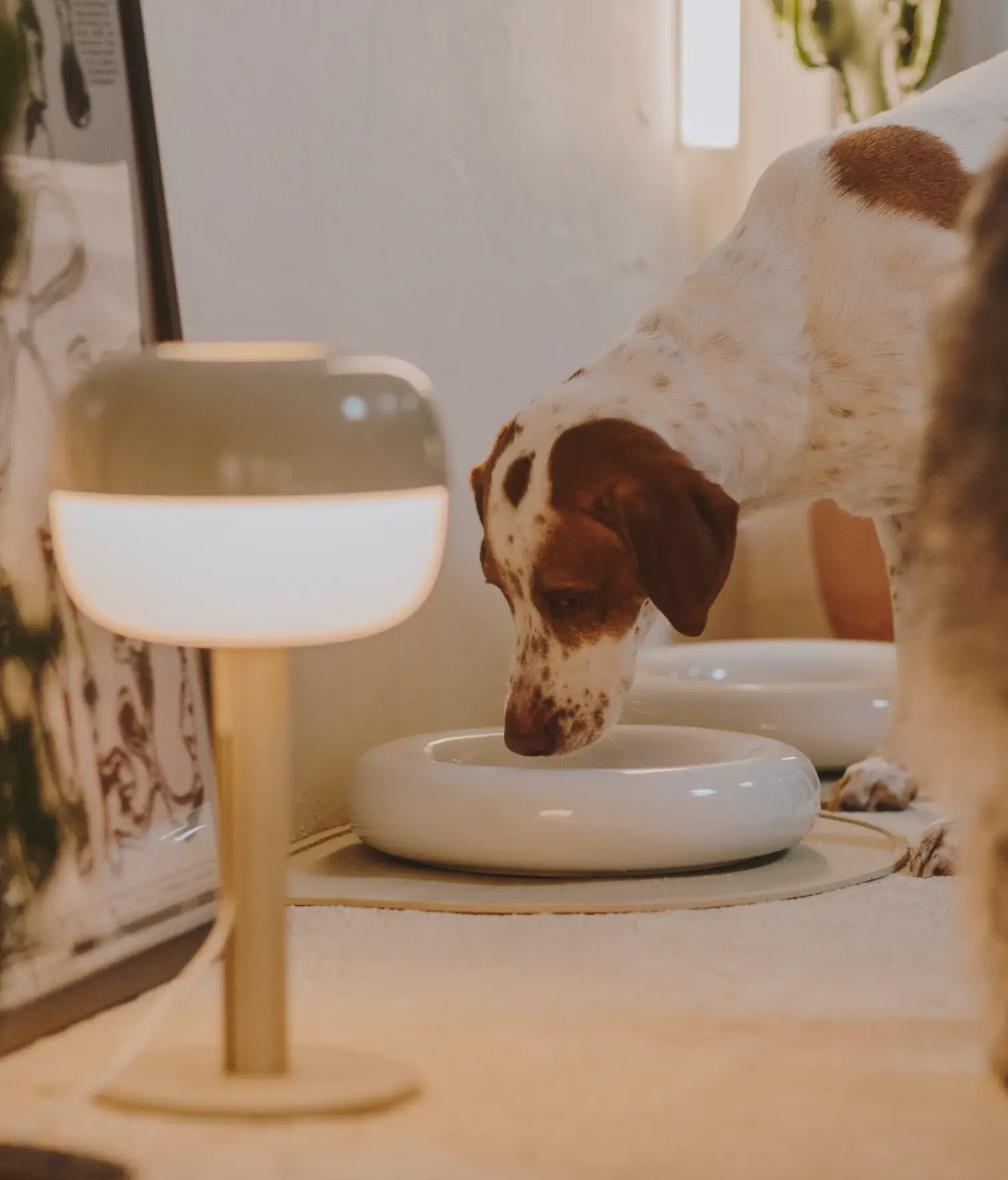 HotDog Pets - Wholesale Pet Bowl - Cat/Dog - White ceramic dog feeder8