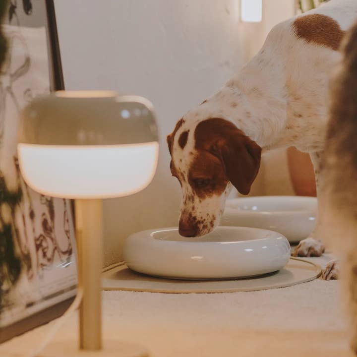 HotDog Pets - Wholesale Pet Bowl - Cat/Dog - White ceramic dog feeder8