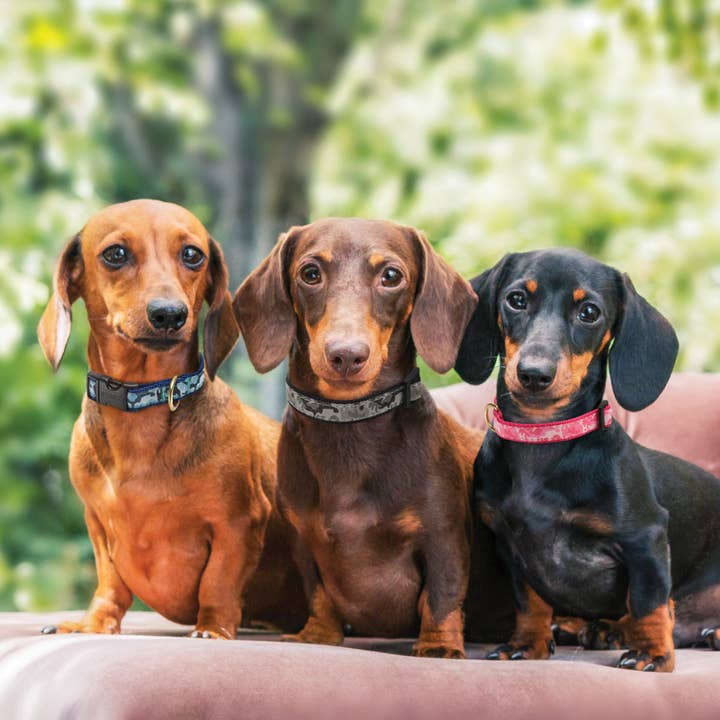 Up Country, Inc. - Wholesale Pet Collar - Dog - Navy Camo Camo Dog Collar1