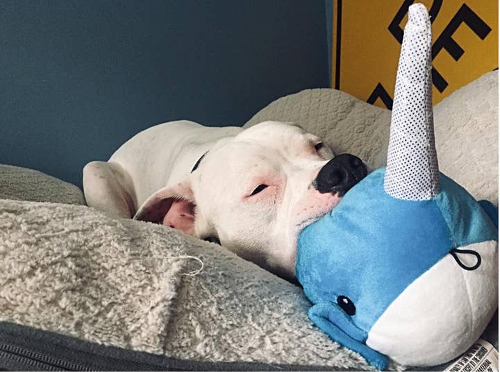 Pet Palette Distribution - Wholesale Pet Plush Toy - Dog - SnugArooz Baby Nikki the Narwhal Plush Dog Toy 5"