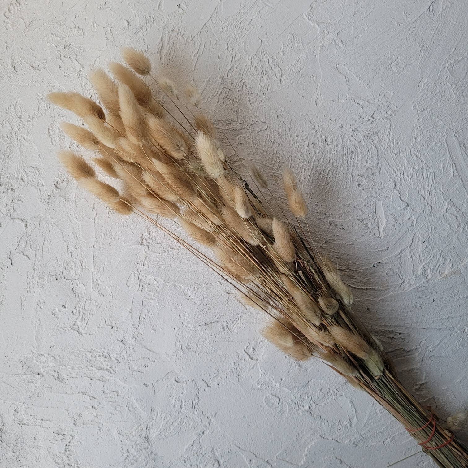 MY BOUQUETS - Vendita all'ingrosso Fiori secchi/pressati - Code di coniglio essiccate a colori naturali, fiori secchi per matrimoni e decorazioni1