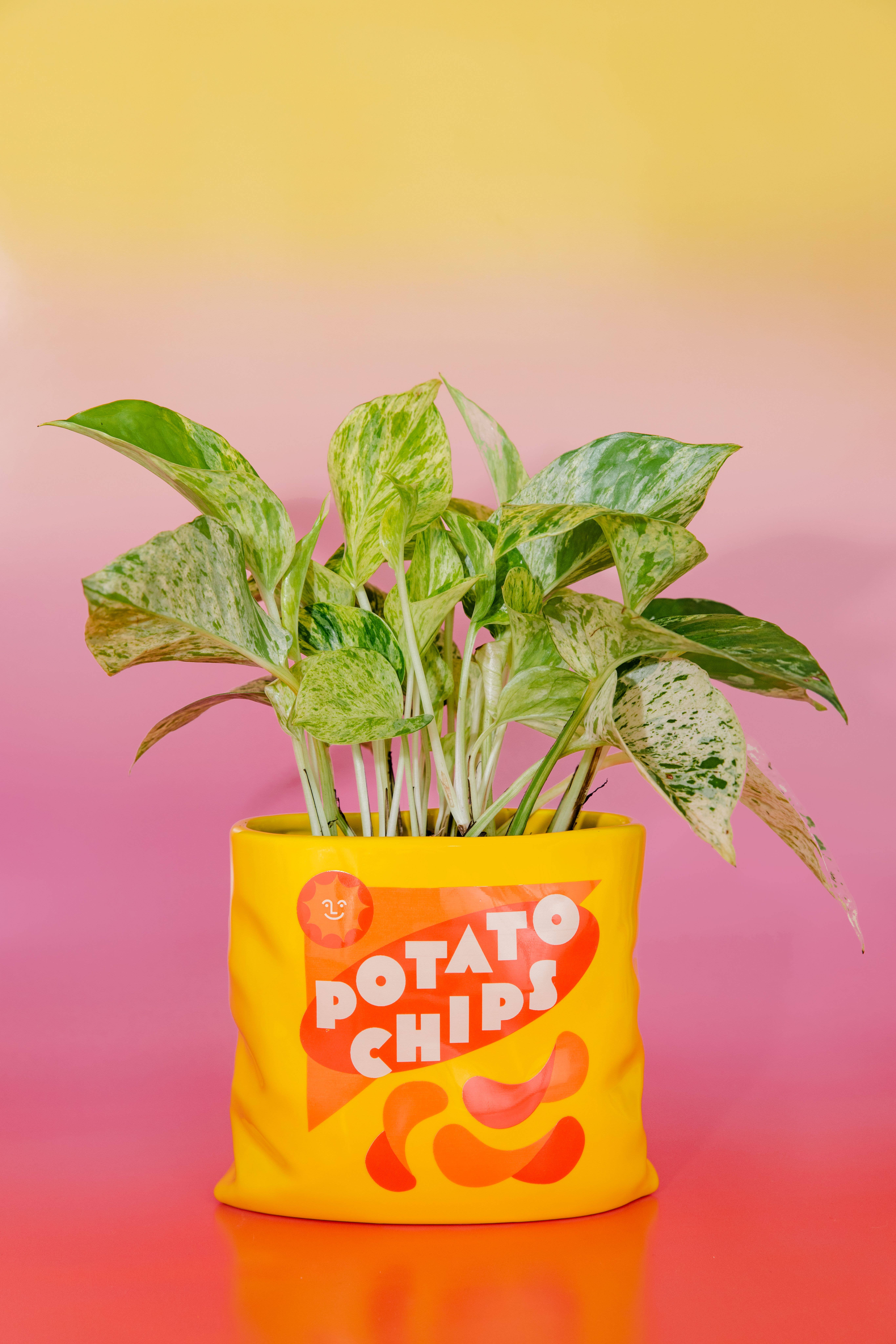 Ban.do - Wholesale Vase - Ceramic Vase, Potato Chips1