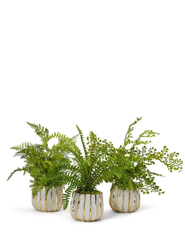 Fern Pack in White/Gold for wholesale by T&C Floral Company