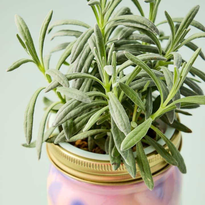 Modern Sprout - Wholesale Plant Pot - Herb Garden Jar12