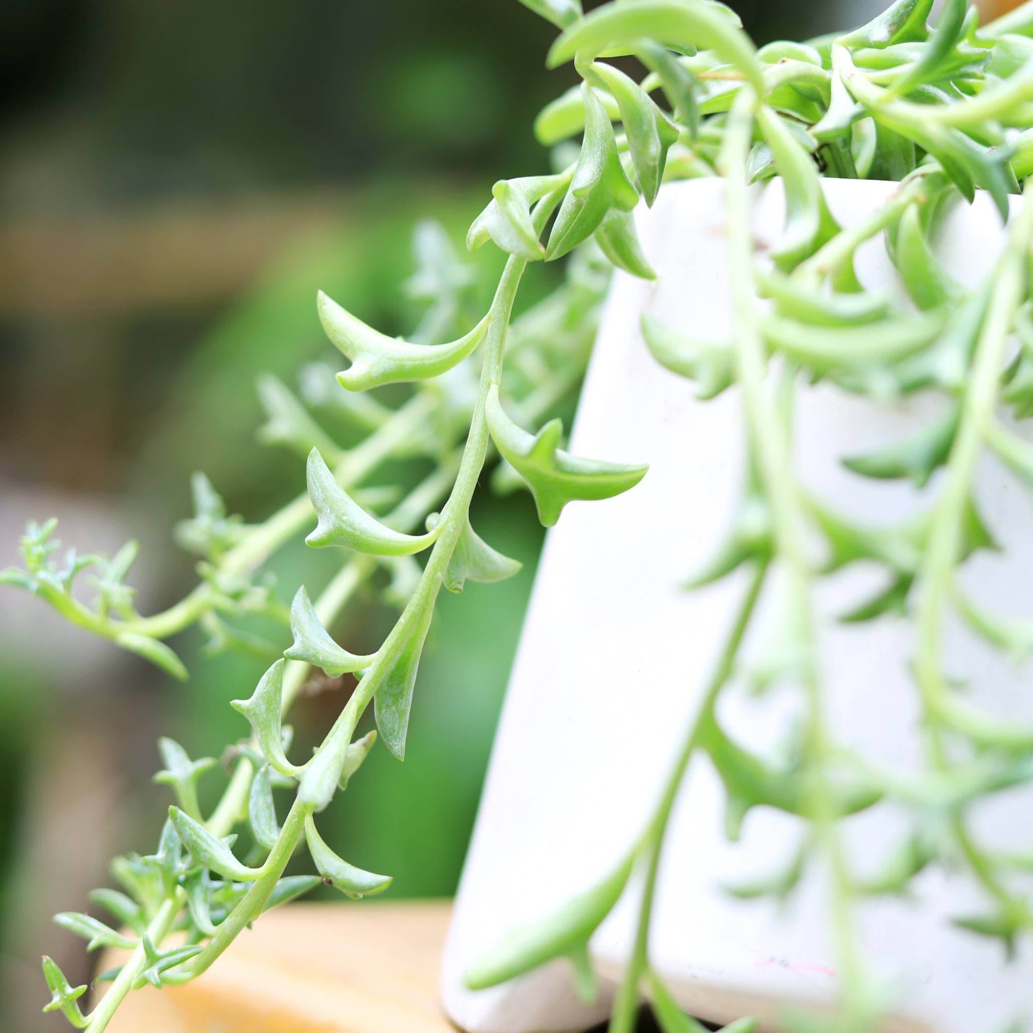 Best Plant Friend - Vente Succulentes - Collier de dauphins Senecio, succulente à suspendre, 2/4/6 pouces8