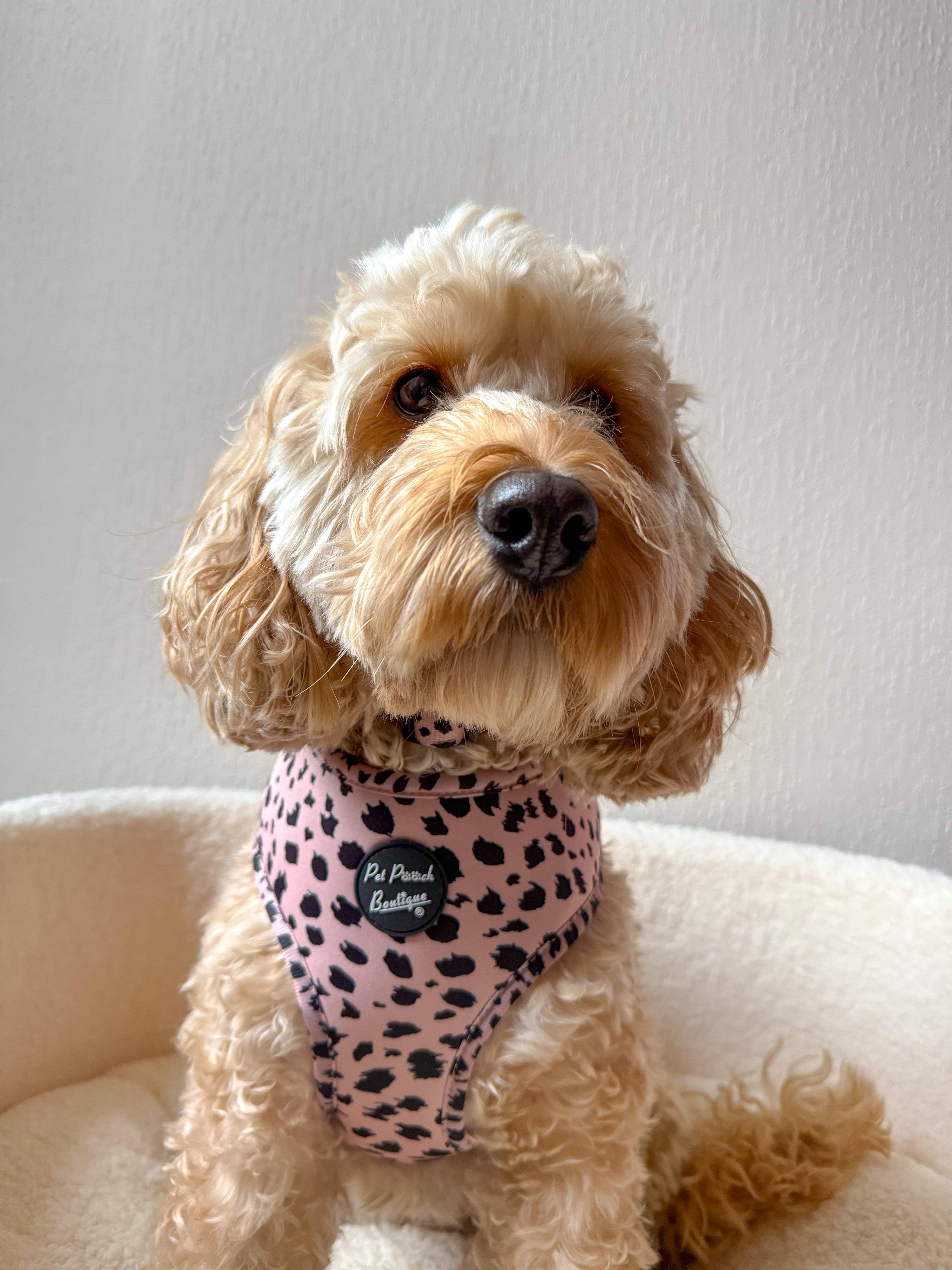 Pet Pooch Boutique - Wholesale Pet Harness - Dog - Polka Pup Noir Dog Harness  (leopard print/timeless classic)2