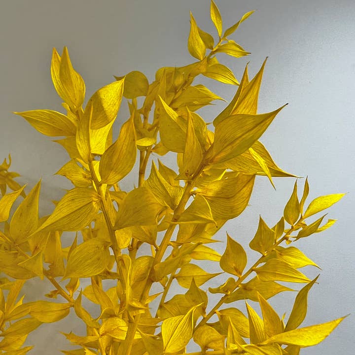 2626 Designs - Vendita all'ingrosso Piante artificiali - Ruscus conservato, lungo 22-24 pollici11