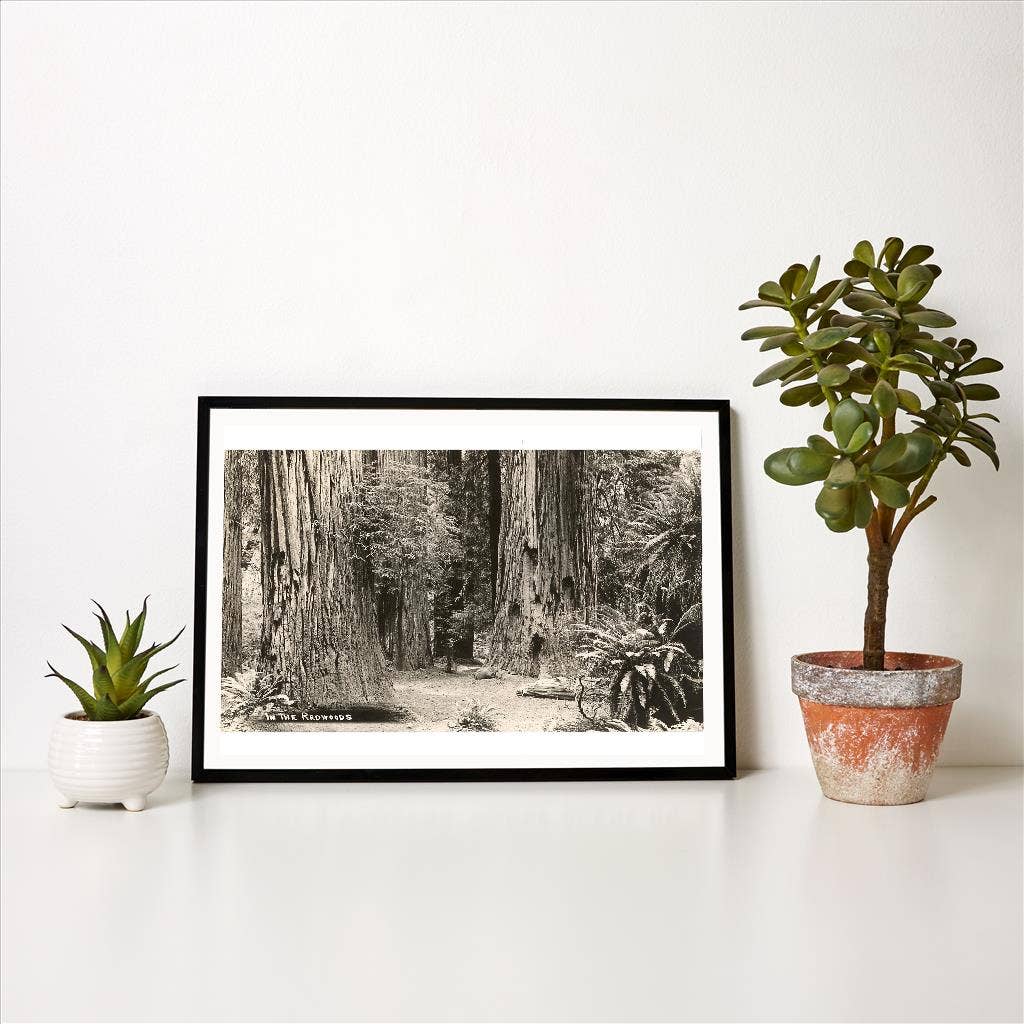 Found Image Press – Impressão artística por atacado – Impressão de Arte CA-644 Floresta de Sequoias1