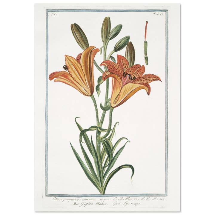 Lilium purpureo voor wholesale door Maison de Paloma