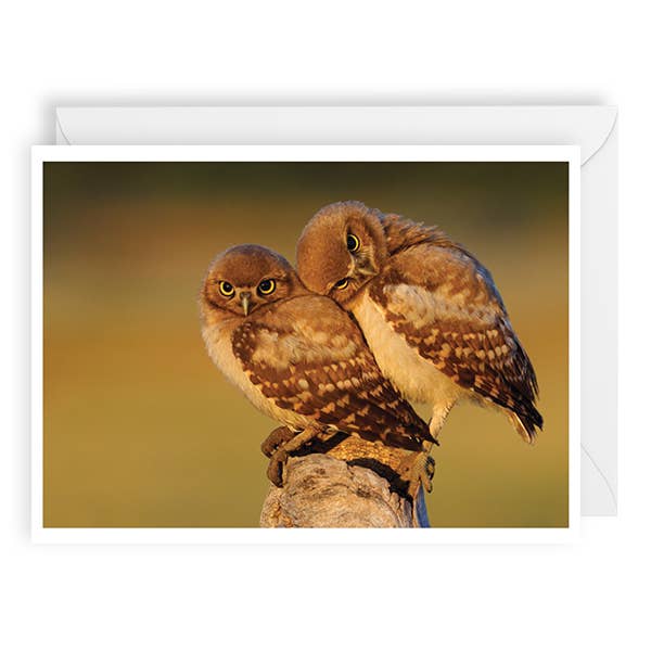 Palm Press - Wholesale Anniversary Card - Two Burrowing Owls Anniversary Card