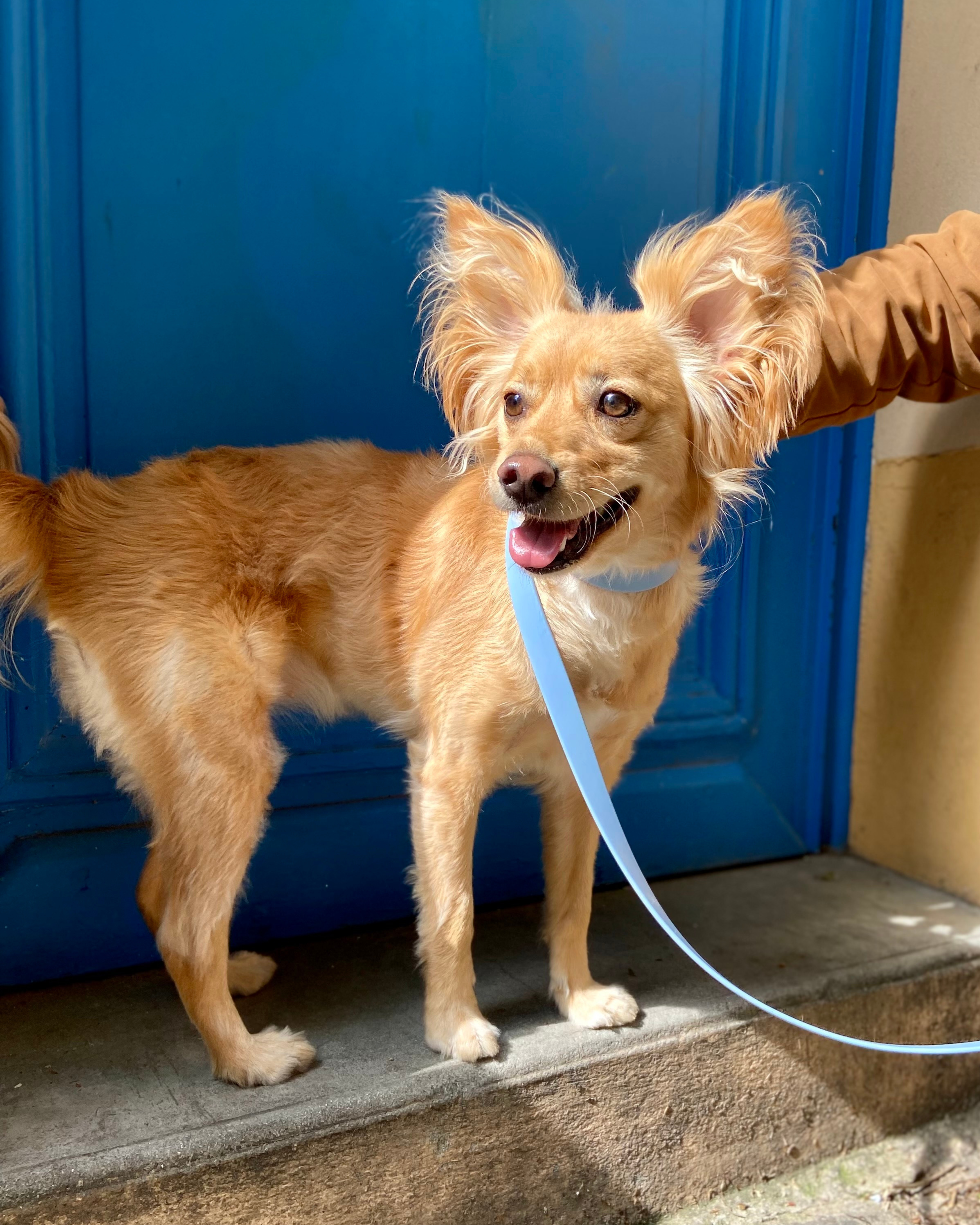 Ploouf Dogs - Wholesale Pet Leash - Dog - Glacier blue “soft touch” leash1