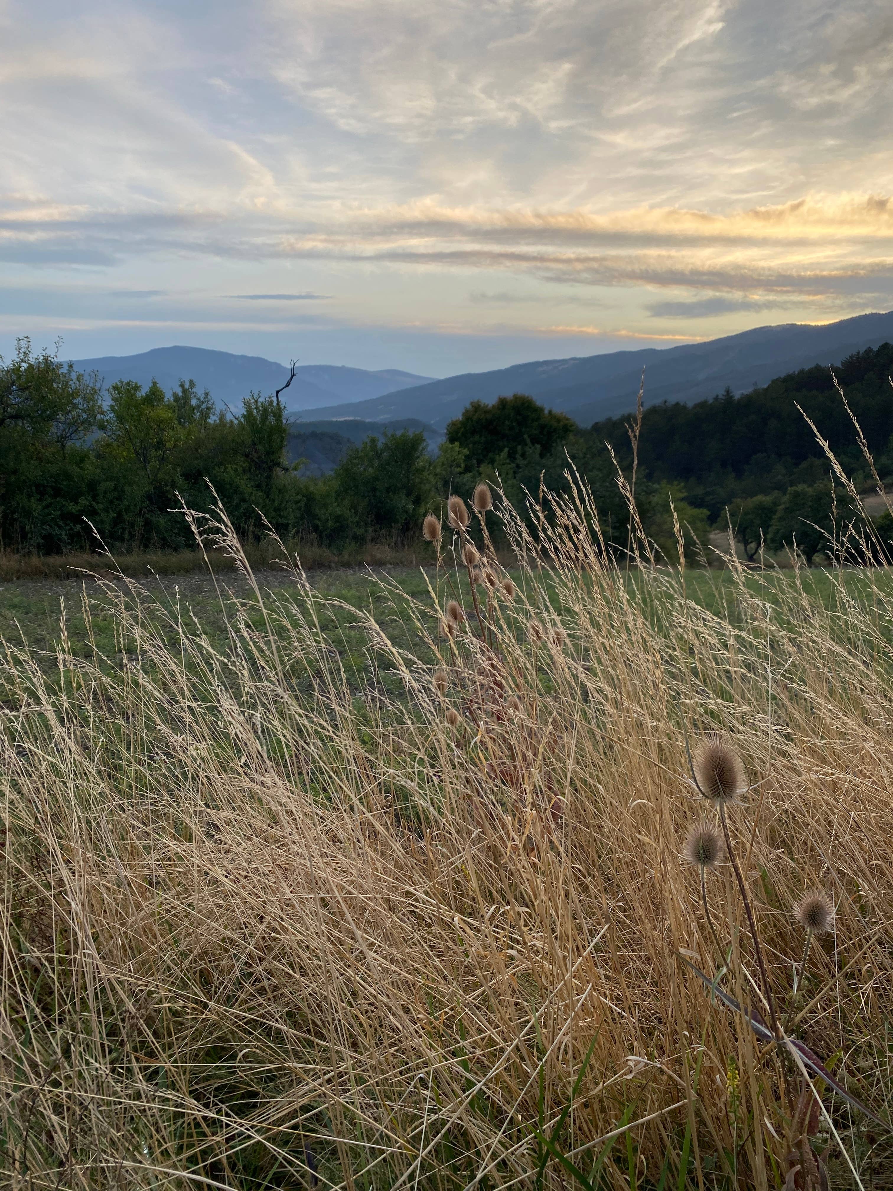 Black Creek Botanicals - Wholesale Facial Moisturizer - Organic Face Cream | Local French Skincare, Low-PUFA Formula6