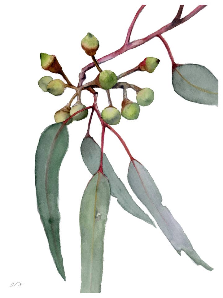 Gum Leaves Print – Watercolor Australian Botanical Art for wholesale by Art by Emma Lian