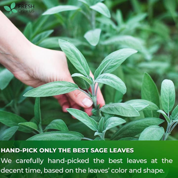 Naomi's Happy Place Shop - Wholesale Tea Bags - Sage Leaf Tea Bags, 100% Natural & Pure from Sage Leaves. Loose Leaf Sage Herbal Tea. Sage Leaf Tea. Made with Natural Material Tea Bags. No Sugar, No Caffeine, No Gluten, Vegan.5