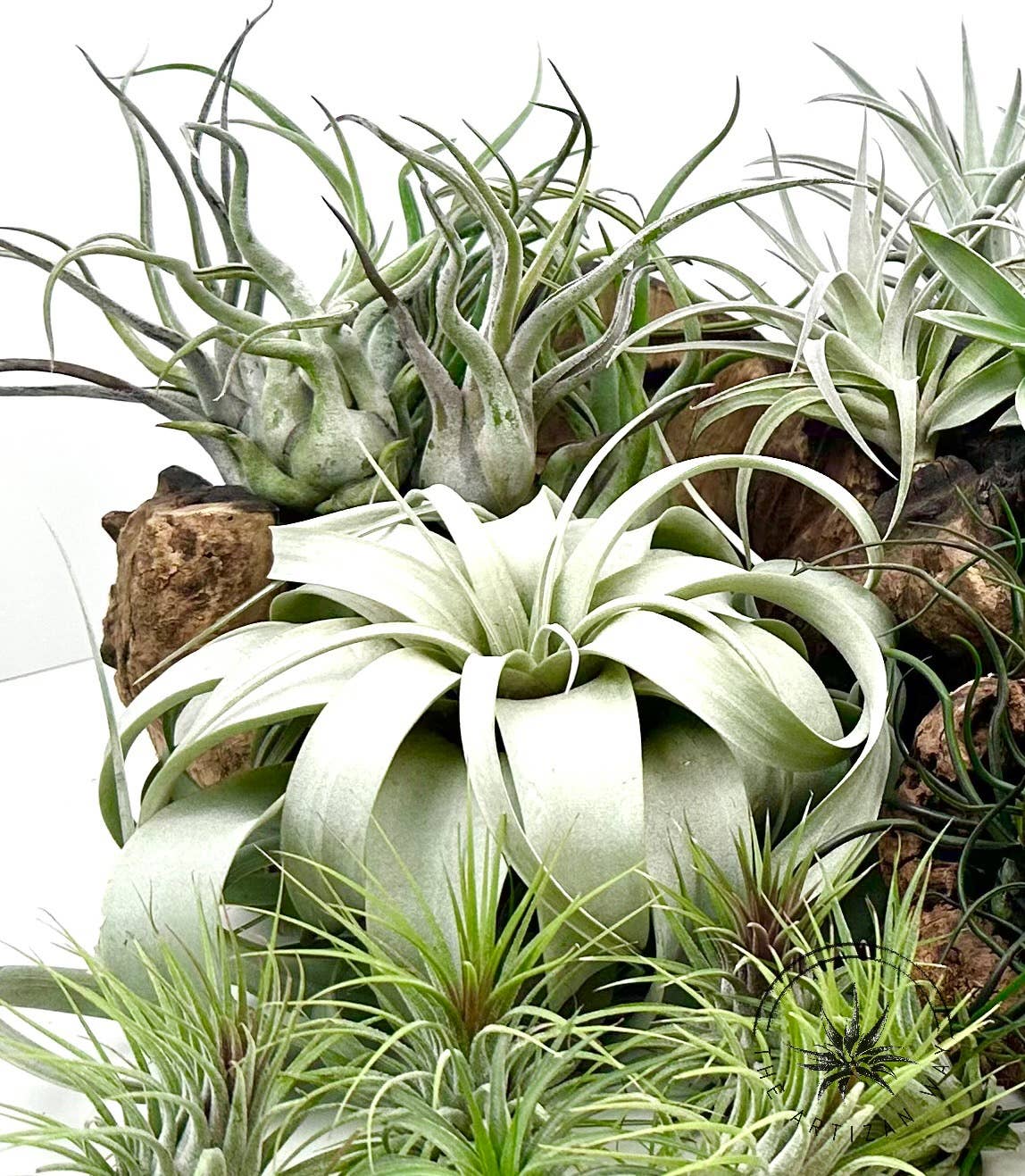 The Artizan Way - Vente Plante - The Essentials Plus - Ensemble de plantes aériennes (50 plantes)10