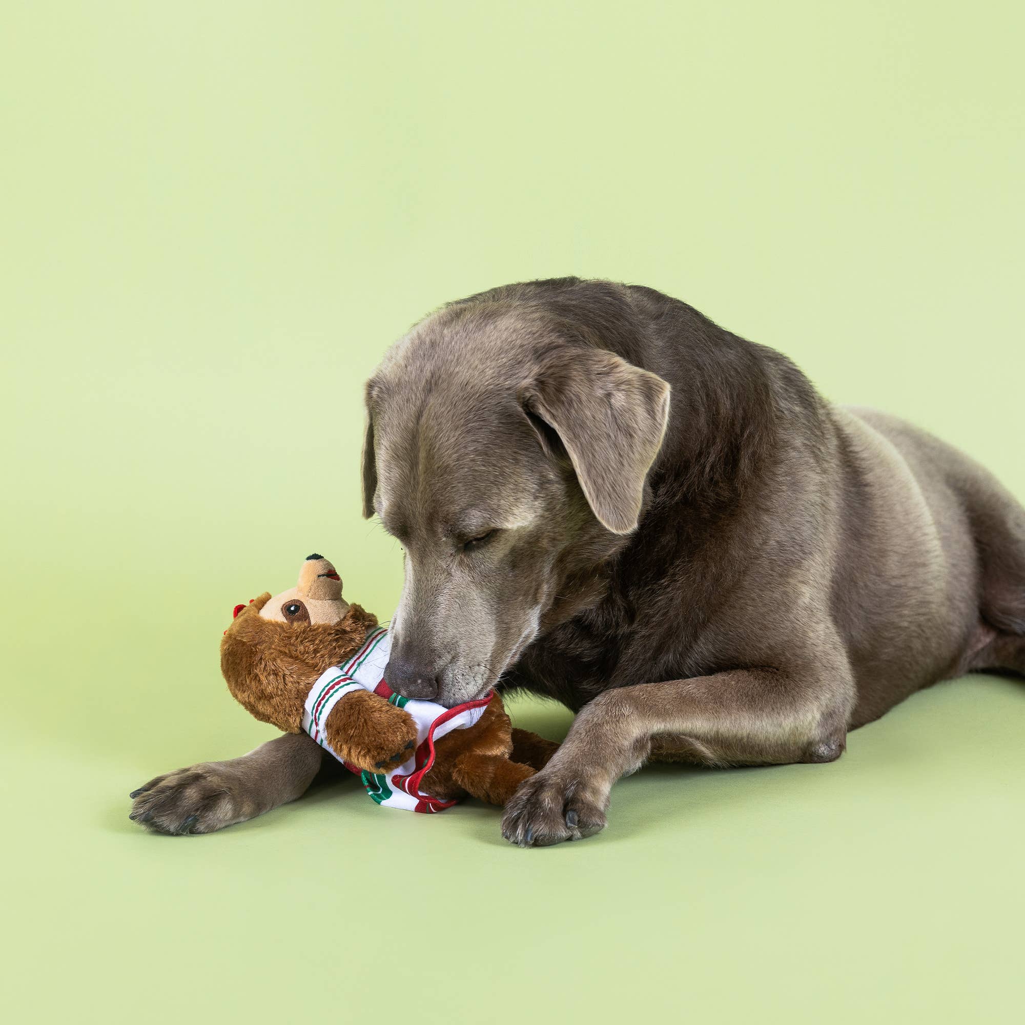 Petshop by Fringe Studio - Wholesale Pet Plush Toy - Dog - YOU HAD ME AT HOLA PLUSH DOG TOY3