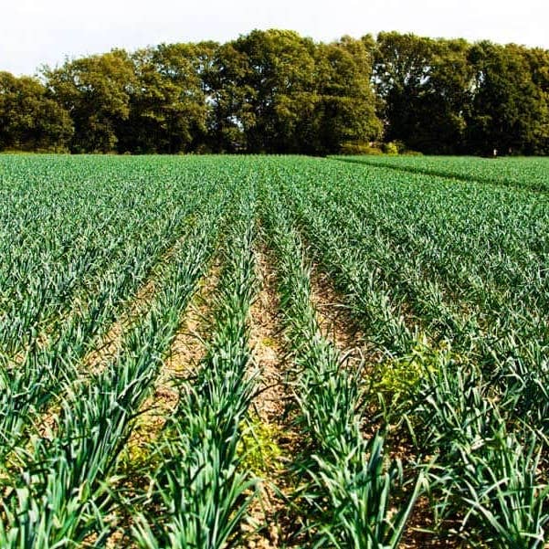 YERBERO – wholesale Örter – Yerbero - Ajo Japones - Flera storlekar - Japansk vitlök Kinesisk vitlök Ajo Chino Premium Quality Wildmade All Natural Big Size Kryddnejlikor1