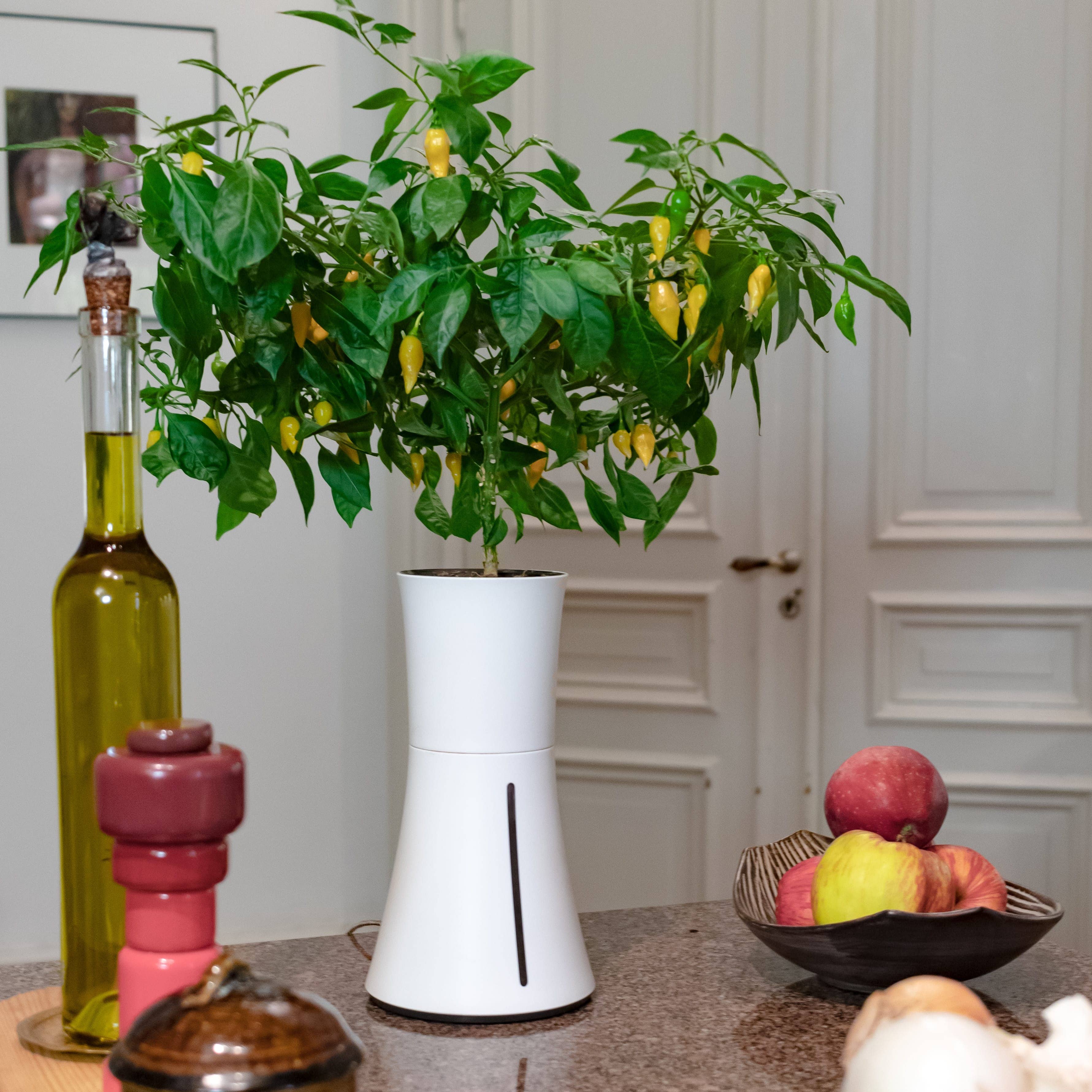 Botanium AB - Wholesale Plant Pot - Botanium - White Smoke8