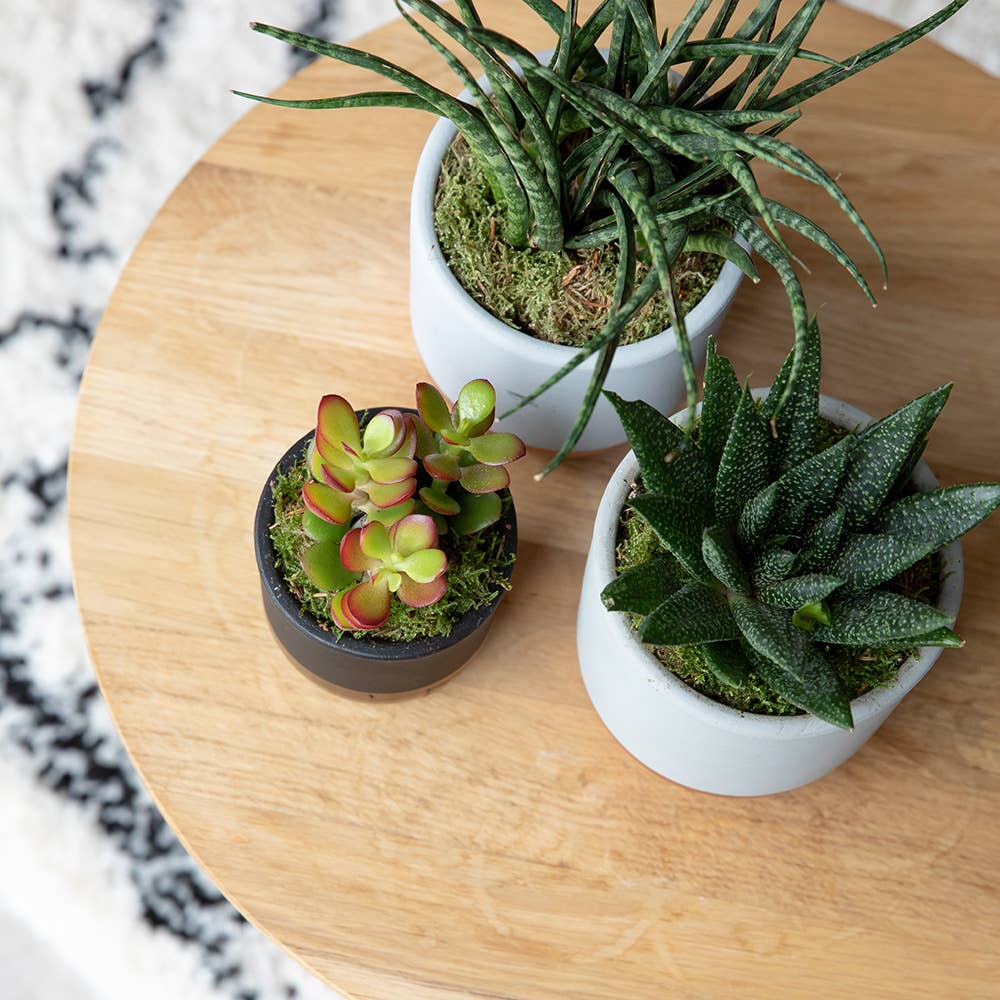 The Little Botanical – wholesale Succulent – Crassula11