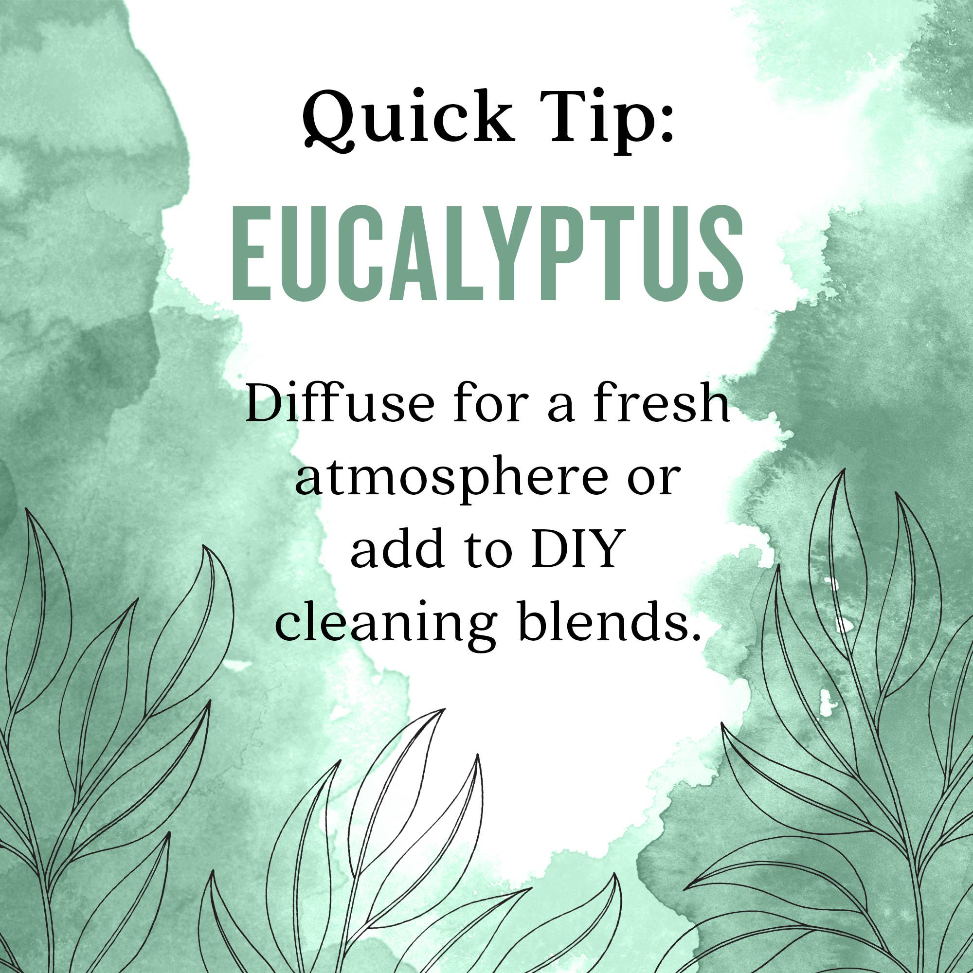 Aura Cacia - Wholesale Essential Oil - Eucalyptus 100% Pure Essential Oil, 0.5 fl oz5