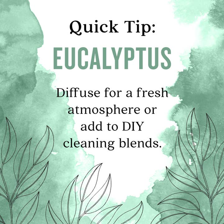 Aura Cacia - Wholesale Essential Oil - Eucalyptus 100% Pure Essential Oil, 0.5 fl oz5