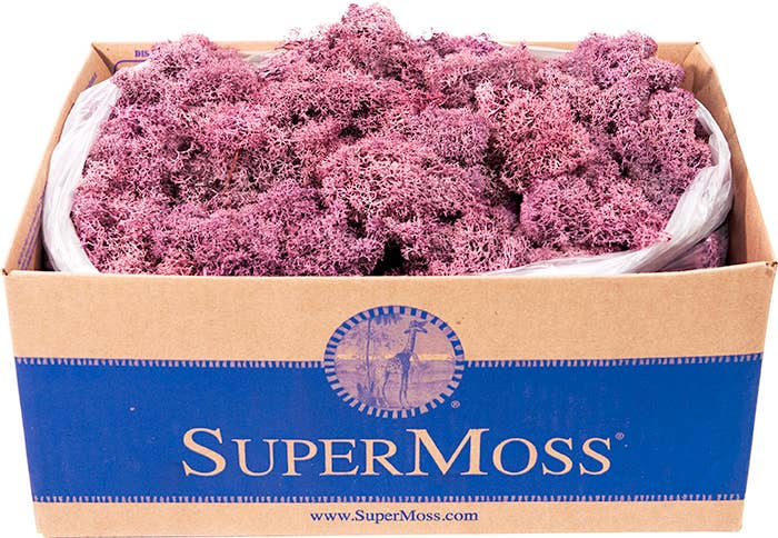 SuperMoss - Wholesale Dried/Pressed Flowers - Reindeer Moss Preserved 3lb Bulk Box20
