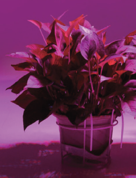 Gruppo F.T - Wholesale Light Bulb/Puck - GROW filament LED bulb for plants E27 8W 1300K2