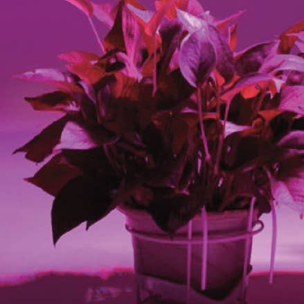 Gruppo F.T - Wholesale Light Bulb/Puck - GROW filament LED bulb for plants E27 8W 1300K2