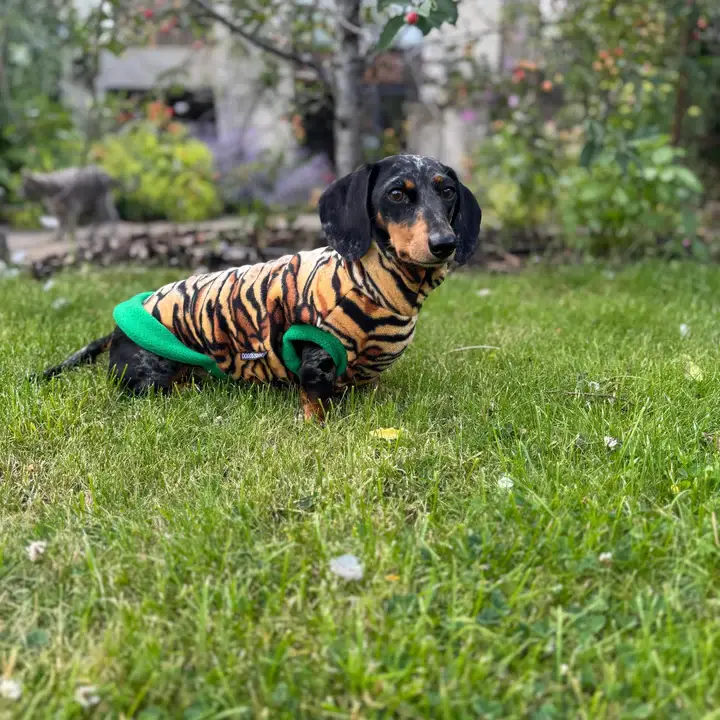 Doghouse – wholesale Pet jumper – Dog – Dachshund Wild Animal Print Fleece Jumper9