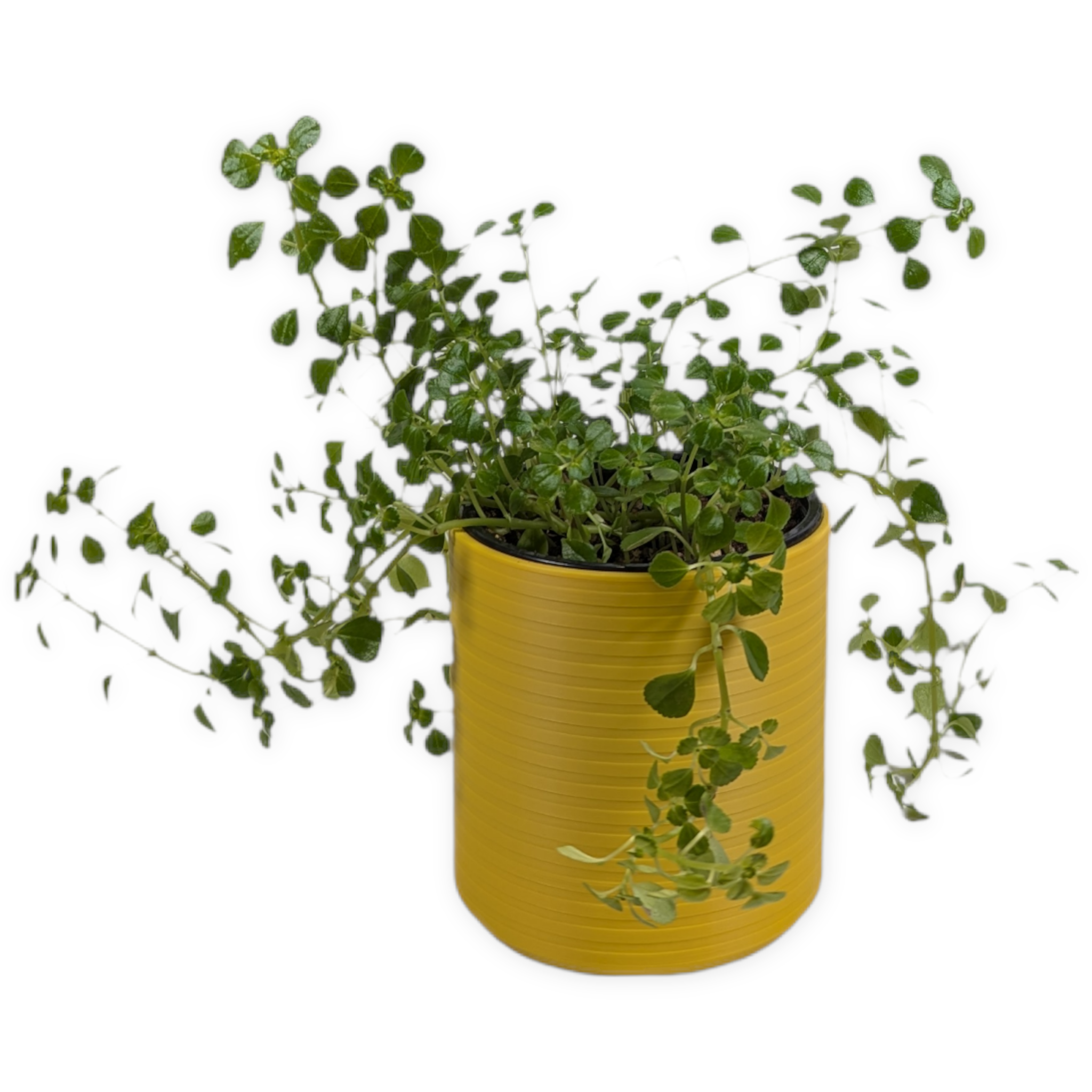 Leafprints.3d - Wholesale Plant Pot - The Talipot- 4 Inch Cover Pot (No Drainage)19