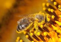 Honeybee Herbs - Wholesale Honey - Bee Pollen2