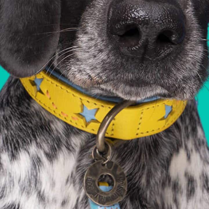 Blue Star Collier pour la vente par Dog with a Mission