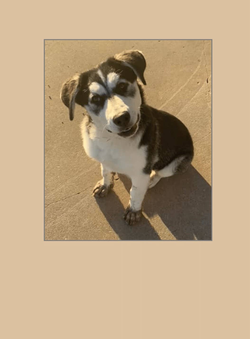 1216 Trading Company - Wholesale Everyday Greeting Card - Paw Talk Greeting Card - Occasions - 040471