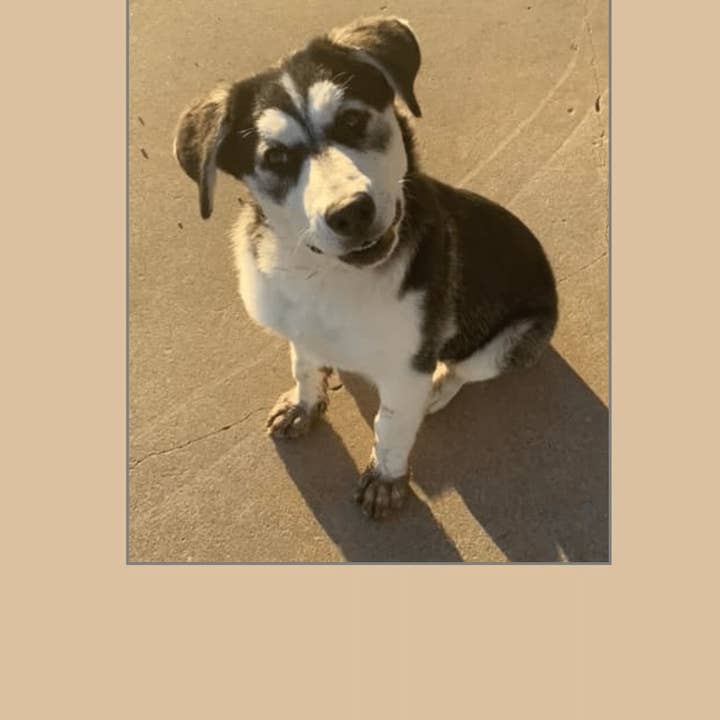 1216 Trading Company - Wholesale Everyday Greeting Card - Paw Talk Greeting Card - Occasions - 040471