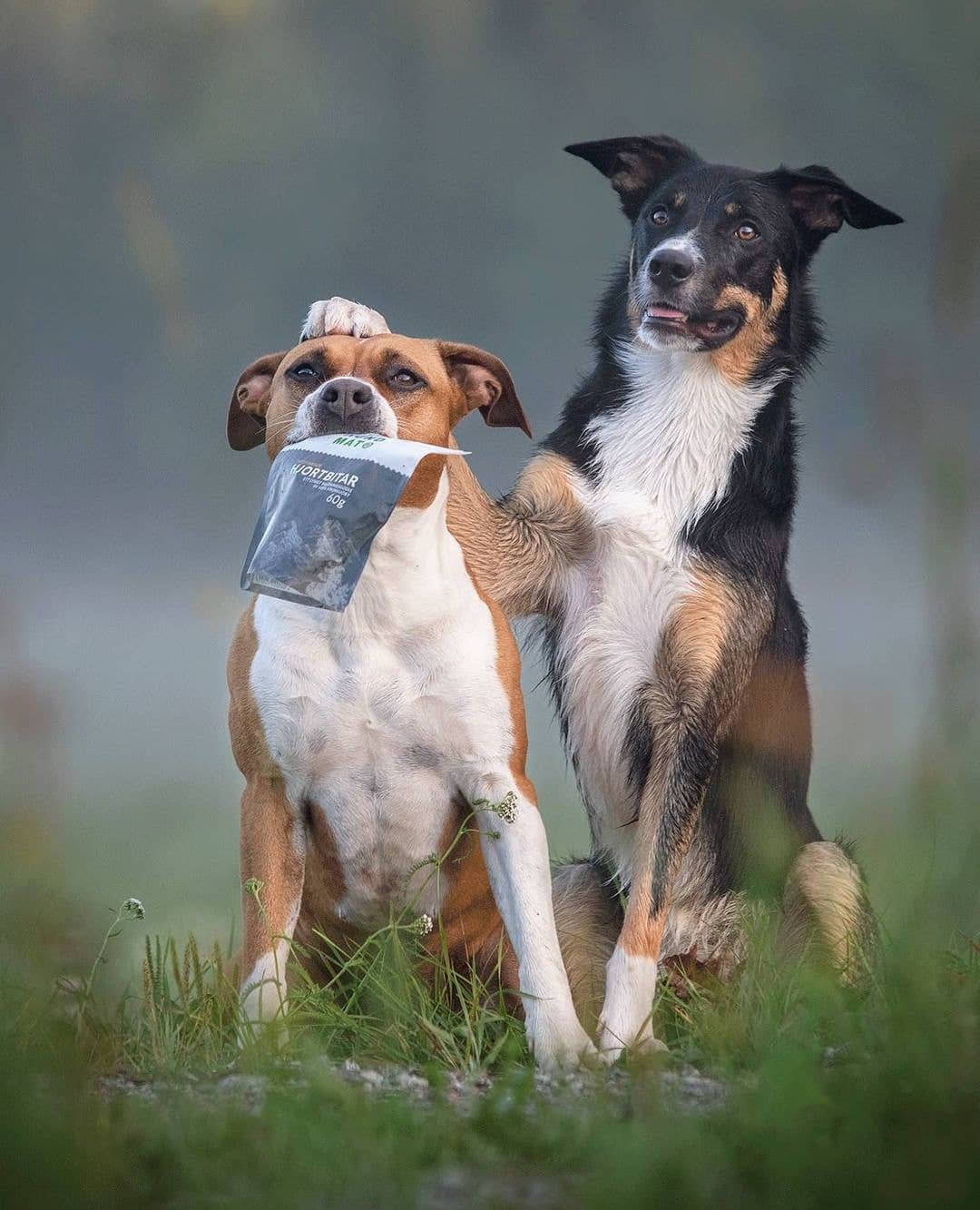 Sund Hundmat - Vendita all'ingrosso Snack - Cani - Pezzetti di cervo liofilizzati 60 g3