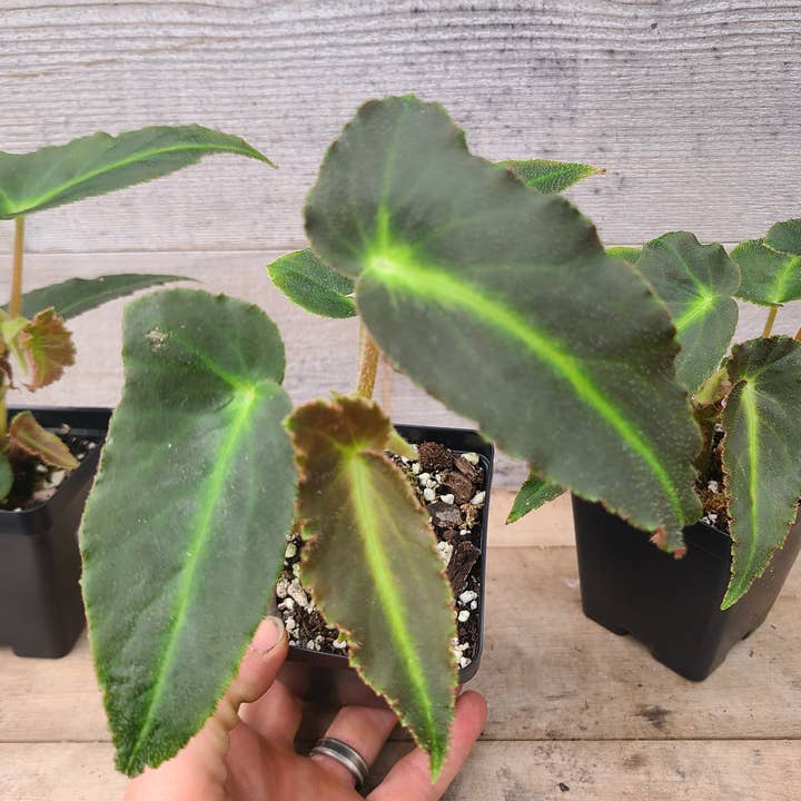 Begonia listada  for wholesale by Buzz + Thrive Gardens